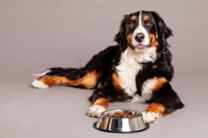 melhor ração para cachorro